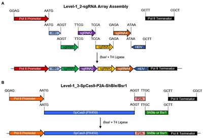 Multiplexed Genome Editing via an RNA Polymerase II Promoter-Driven sgRNA Array in the Diatom Phaeodactylum tricornutum: Insights Into the Role of StLDP